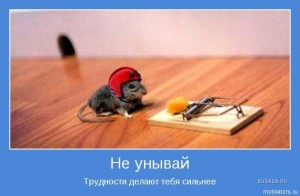 1256983058_mousevkaske